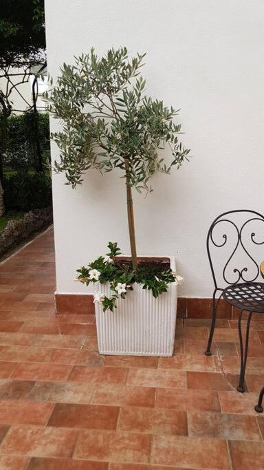 Giardino Mediterraneo Lacco Ameno  Ngoại thất bức ảnh