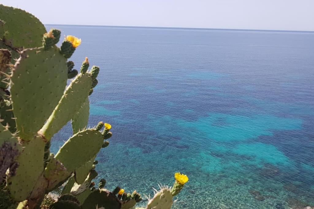 Giardino Mediterraneo Lacco Ameno  Ngoại thất bức ảnh